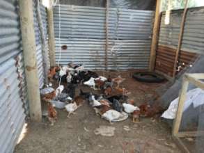 Koro chicken house- showing need for mesh wire