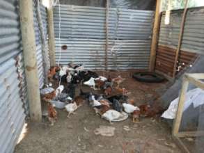 Older lot of chickens, Koro October 2016