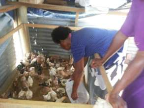 Younger, second lot of chicks, October 2016