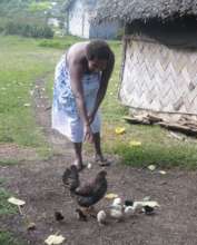 Tanna Free-range Chickens