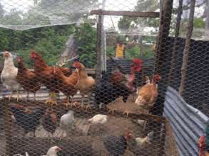Happy Healthy chickens