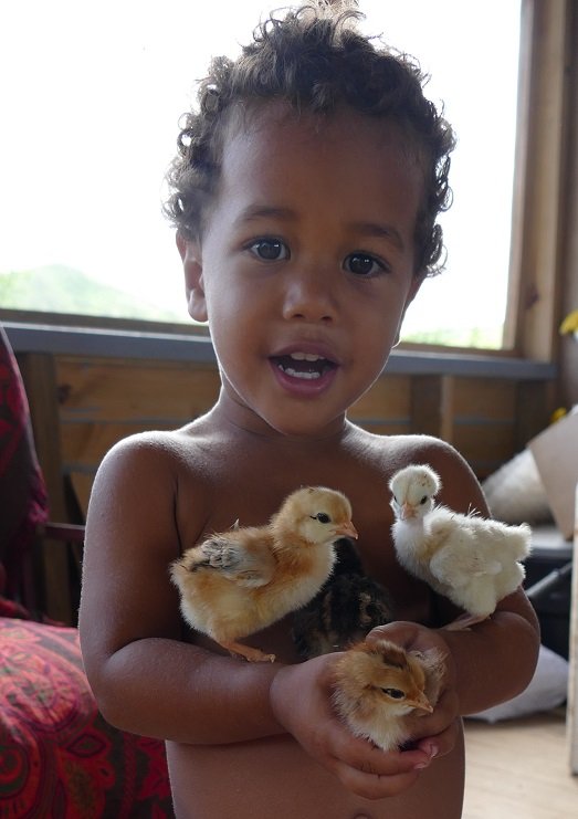 Happy Chickens for Fiji Cyclone Disaster Hit Areas