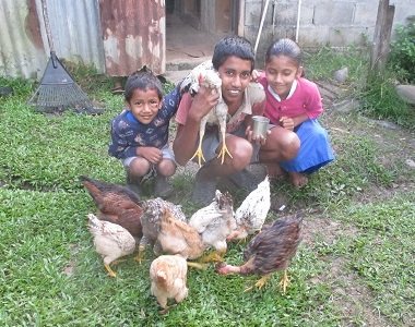 Happy Chickens for Fiji Cyclone Disaster Hit Areas