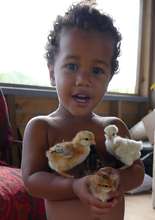 Kiki with Chicks
