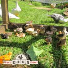 Happy Chickens on Taveuni Island