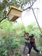 Installing a beehive