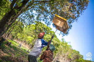 Farmers in Luanshya mounting a new beehive