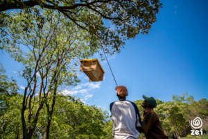 Beehives are mounted on trees in restoration areas