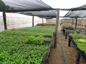 Tree nursery with seedlings ready to be planted