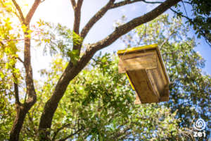 Beehive in tree