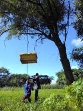 Positioning beehives in the trees