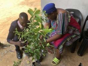 Women-led tree nurseries