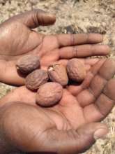 The popular fruit Parinari curatellifolia