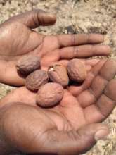 The popular fruit Parinari curatellifolia