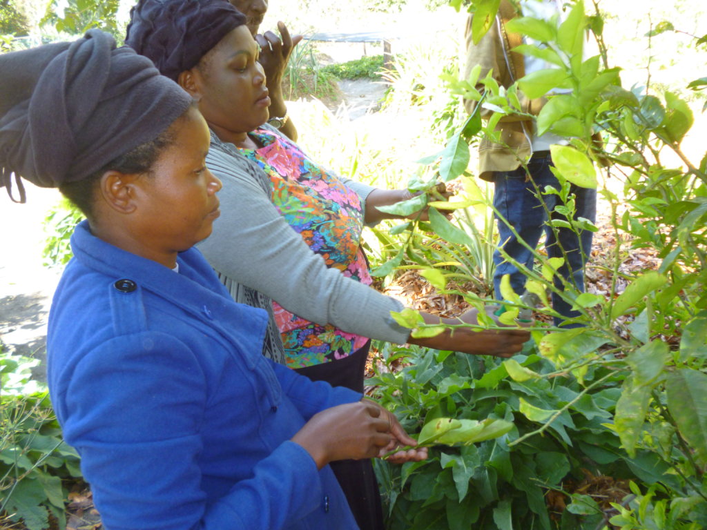 Engage farmers in reversing deforestion in Zambia