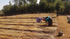 Women maintaining the nursery beds