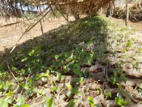 Young seedlings flourish; the birth of your trees