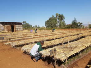 Nursery worker checks up on your trees!