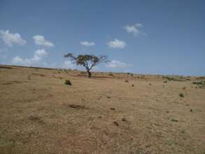 Without trees topsoils are not protected