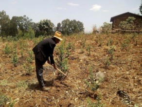 Alemayehu working in his field