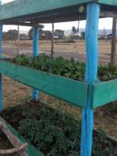Seedlings