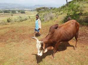 Boy tending cattle in Amhara, Ethiopia