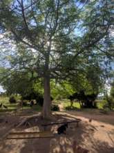 Mature Moringa tree