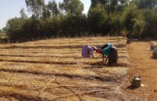 Plant 10,000 trees to grow resilience in Amhara