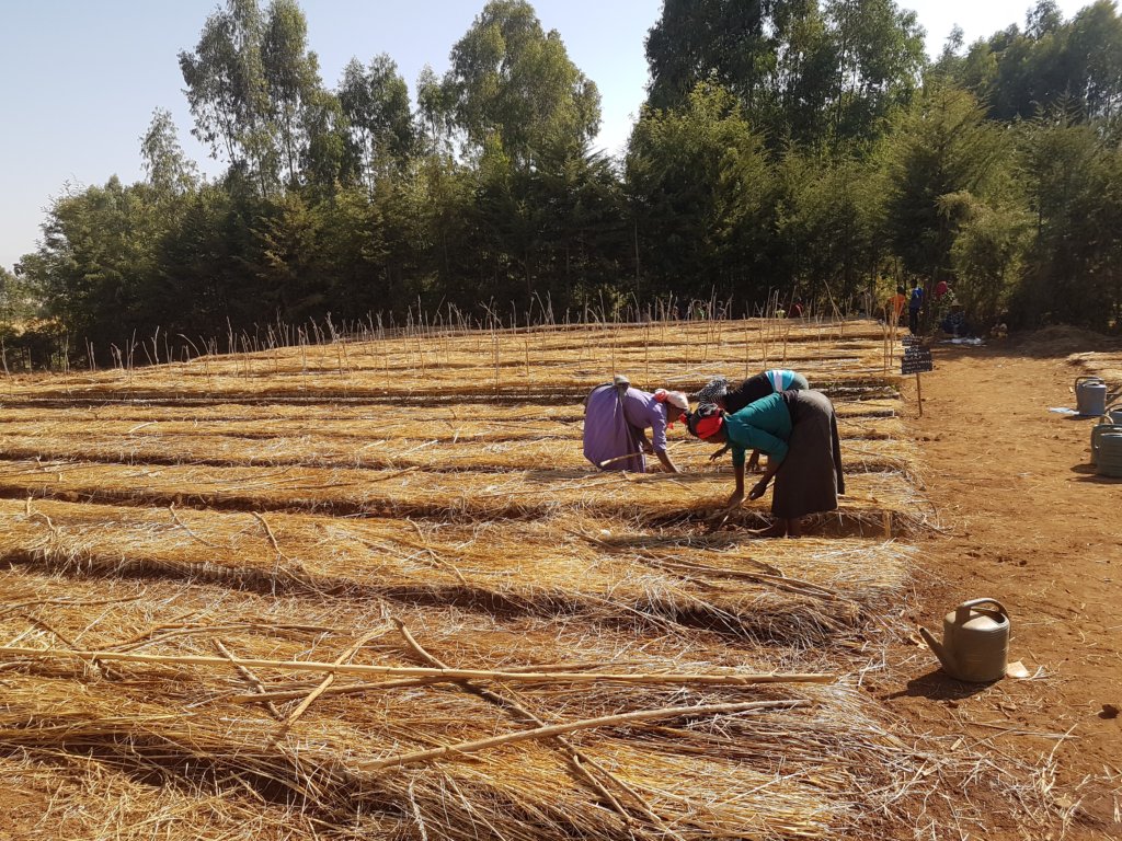 Plant 10,000 trees to grow resilience in Amhara