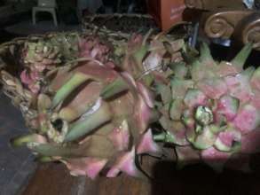 Processing of dragon fruit into wine and vinegar