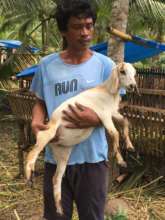 Young goat released to a beneficiary