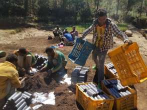 Employment at one of the tree nurseries