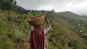 Woman carrying tree saplings