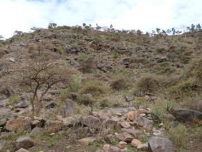Exclosure with young Acacia abyssinica trees