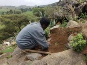 Community worker planting tree seedlings