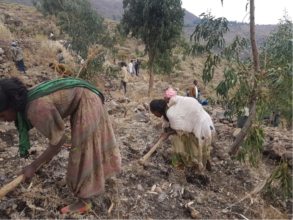 Women participation in planting sites preparation