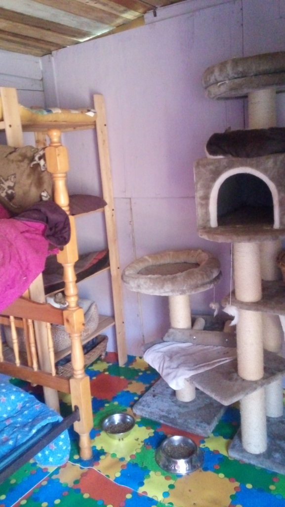 Insulating in cat sheds  and Solar Plates