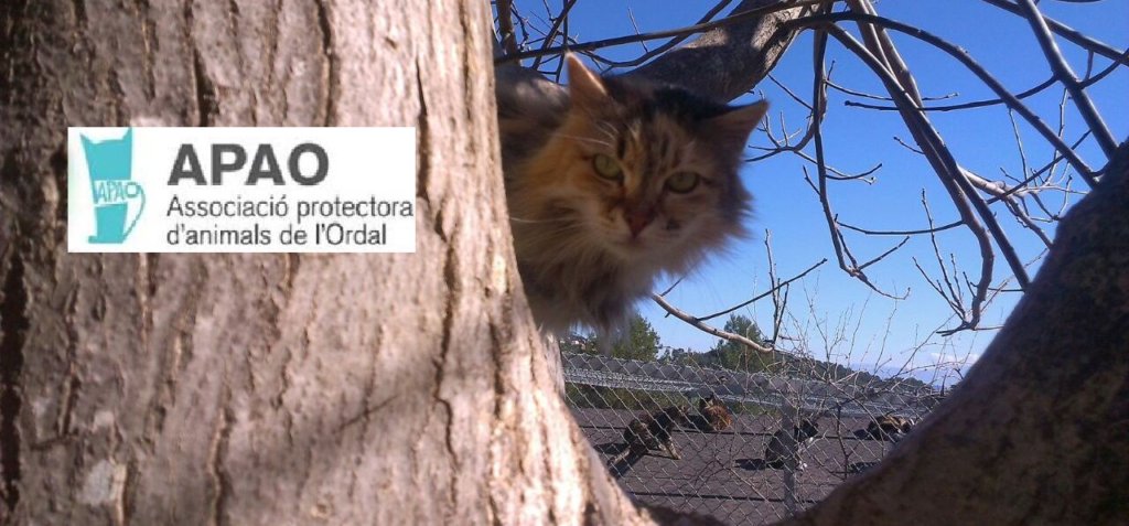 Insulating in cat sheds  and Solar Plates