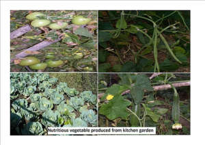 Nutrition Farm