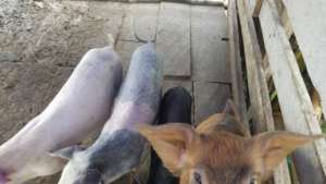 A view of the Piggery farm
