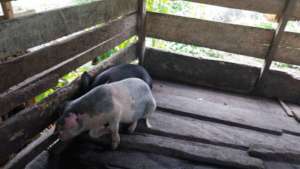 Pigs offered to the women of Banakanda