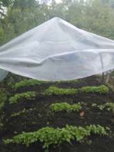 Pepper nusery