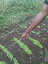 spraying of nursery