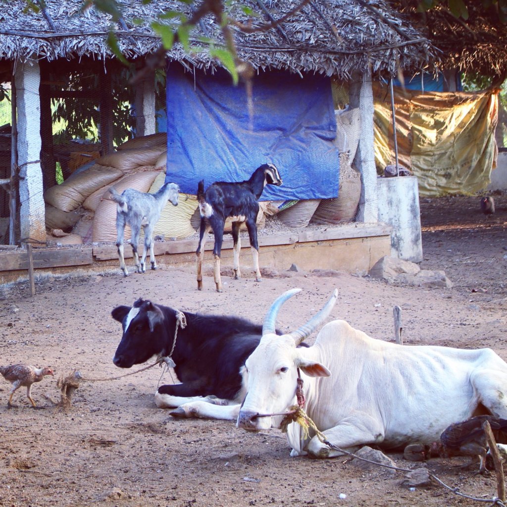 Sustainable Farming to Support Tamil Nadu Children