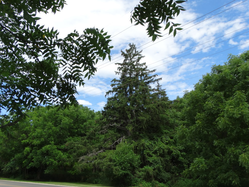 Save the Trees/Save the Sanctuary--Fellow Mortals