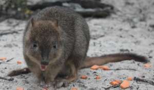 Brush-tailed Bettong