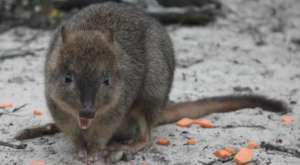 Brush-tailed bettong