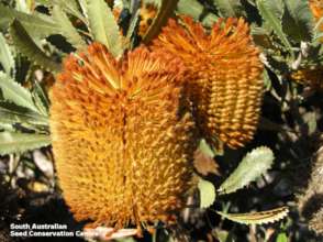 Desert Banksia
