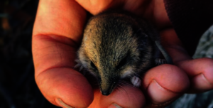 Fat-tailed Dunnart