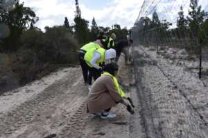 Volunteers maintaining the predator-proof fence